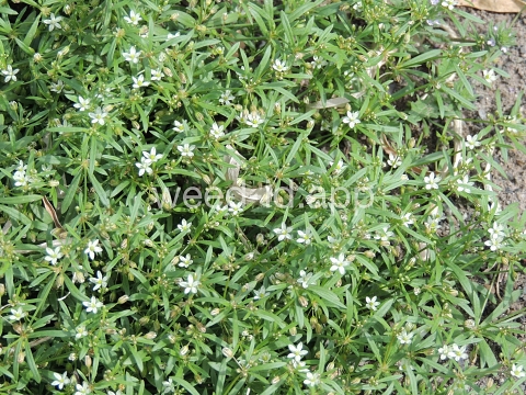 carpetweed